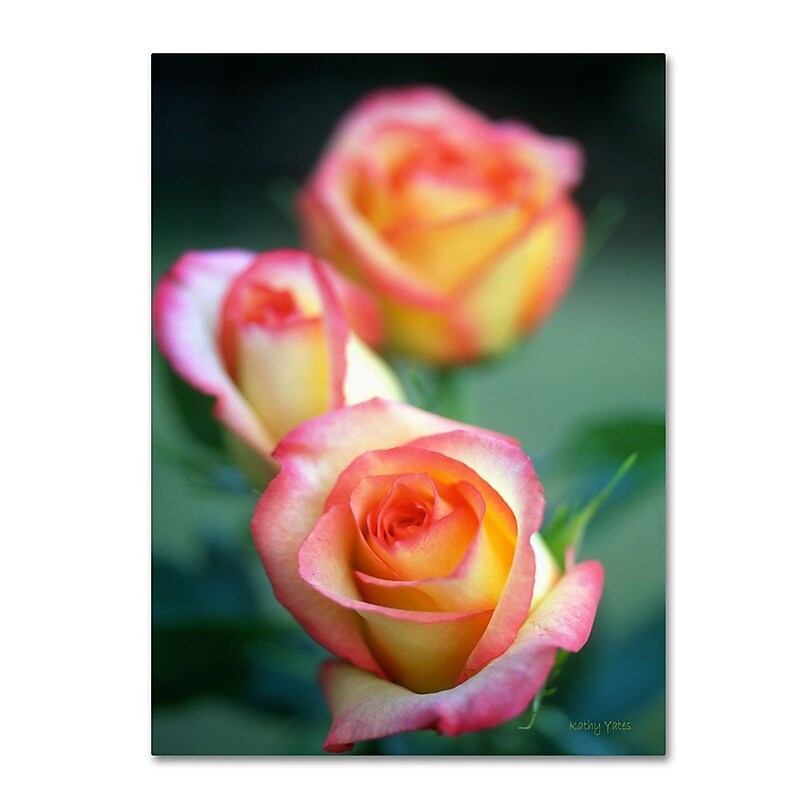 Trademark Fine Art 'Rose Trio' 30" x 47" Canvas Art image 1