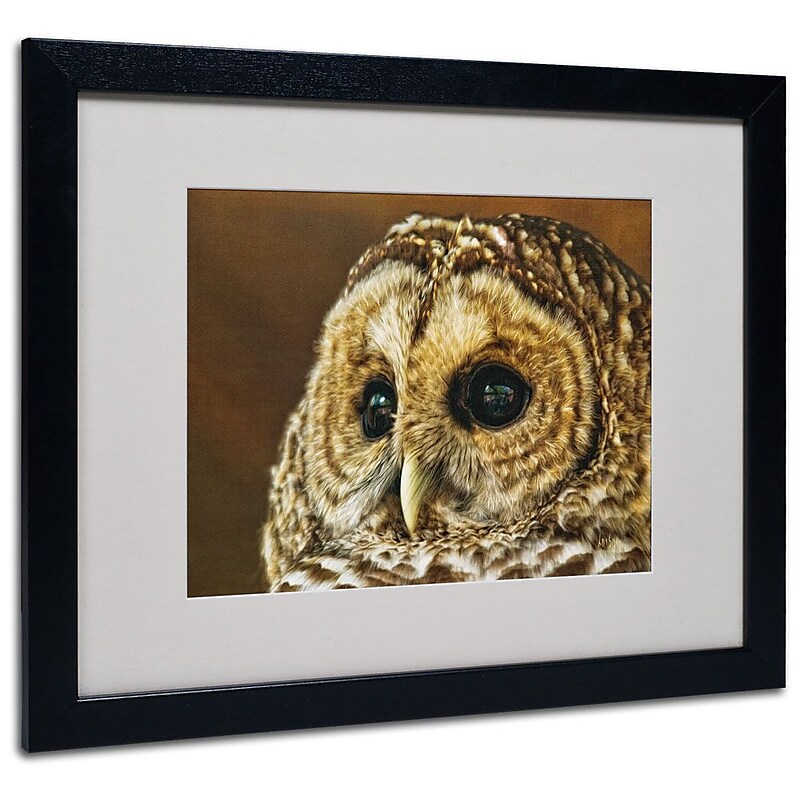 Trademark Fine Art 'Barred Owl Portrait' 16" x 20" Black Frame Art image 1