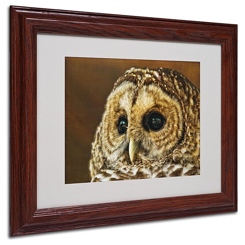 Trademark Fine Art 'Barred Owl Portrait' 11" x 14" Wood Frame Art image 1