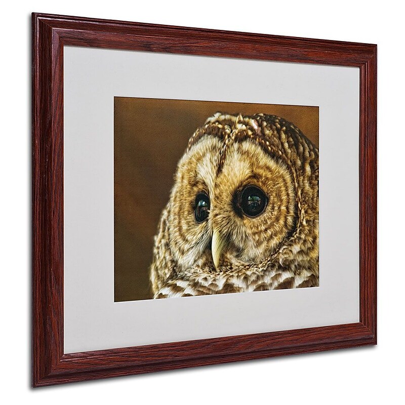 Trademark Fine Art 'Barred Owl Portrait' 16" x 20" Wood Frame Art image 1
