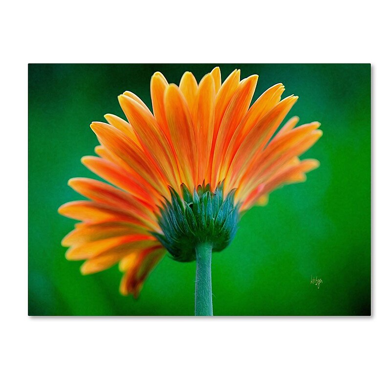 Trademark Fine Art 'Orange Burst' 22" x 32" Canvas Art image 1