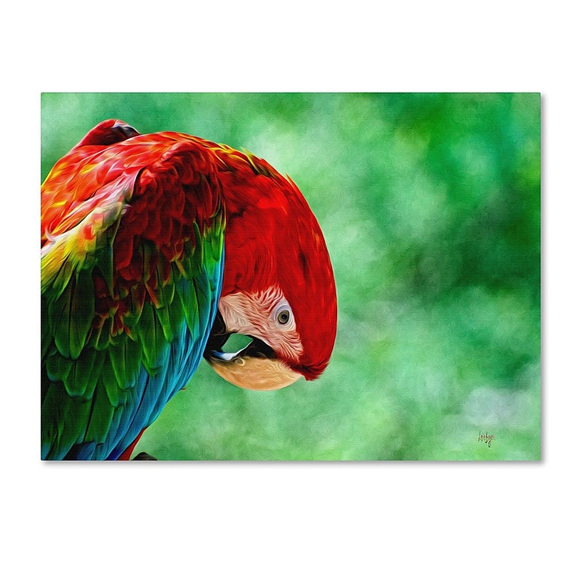 Trademark Fine Art 'Colorful Macaw' 30" x 47" Canvas Art image 1