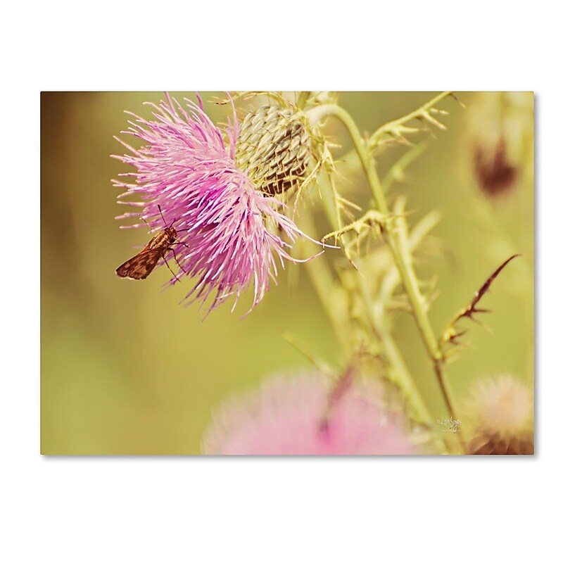 Trademark Fine Art 'Skipper On Pink Thistle' 22" x 32" Canvas Art image 1