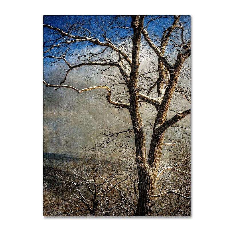 Trademark Fine Art 'Tree In Winter' 16" x 24" Canvas Art image 1