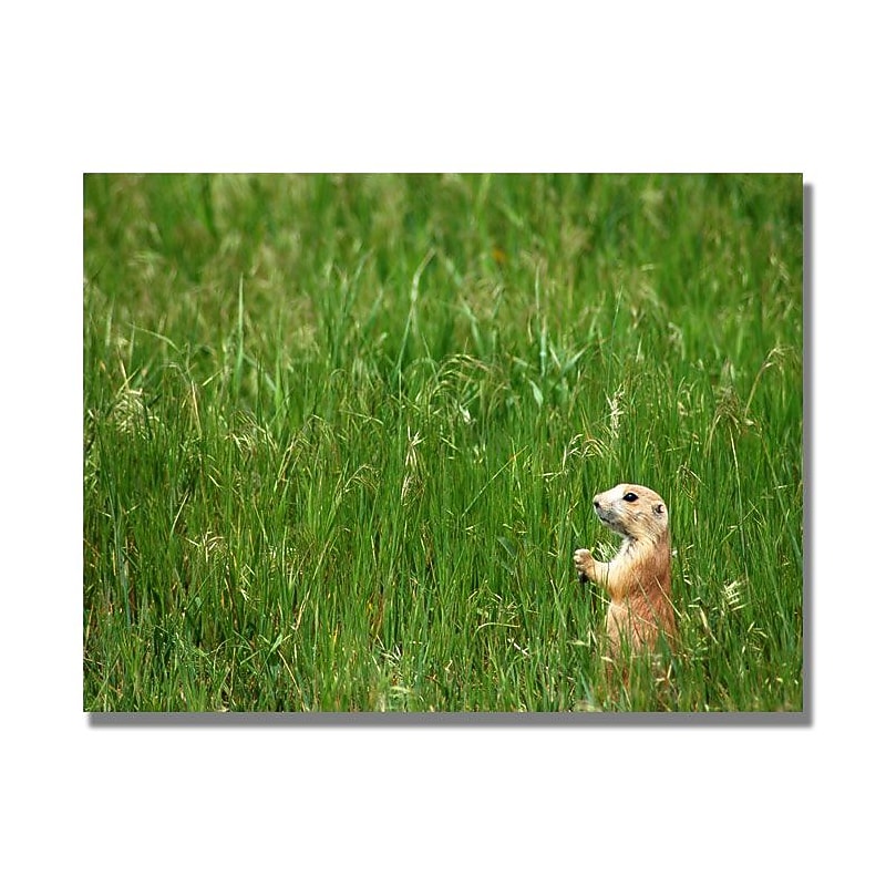Trademark Fine Art 'Dakota Prairie' 30" x 47" Canvas Art image 1