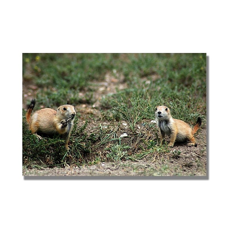 Trademark Fine Art 'Dakota Prairie Dog' 18" x 24" Canvas Art image 1