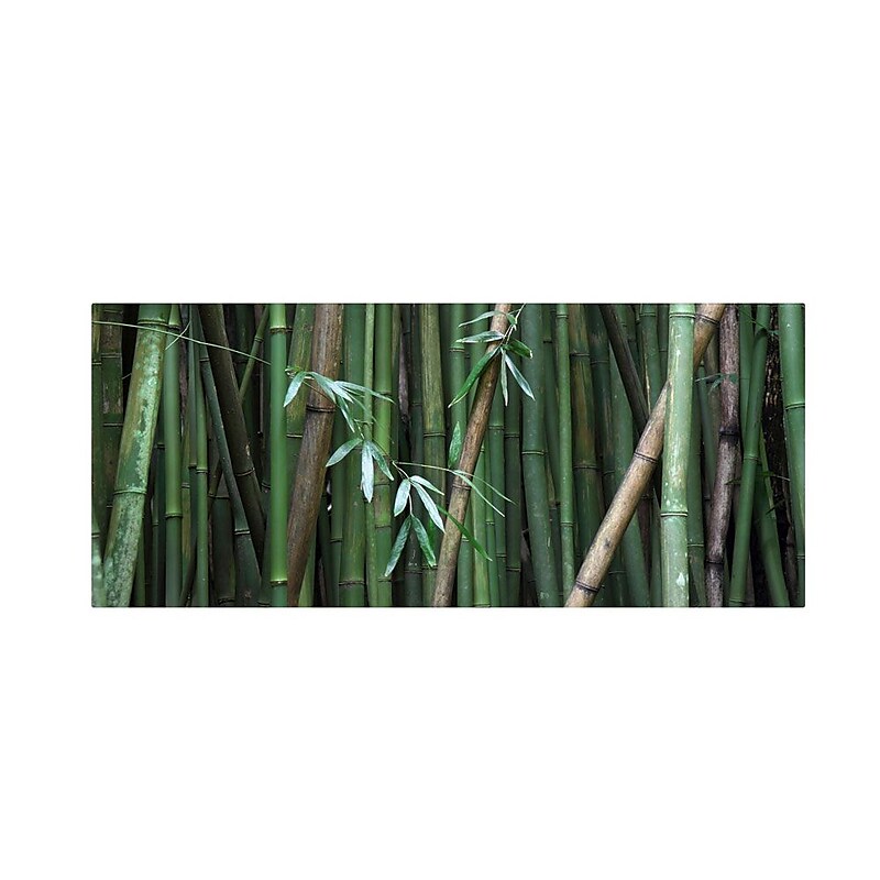 Trademark Fine Art 'Bamboo' 20" x 47" Canvas Art image 1