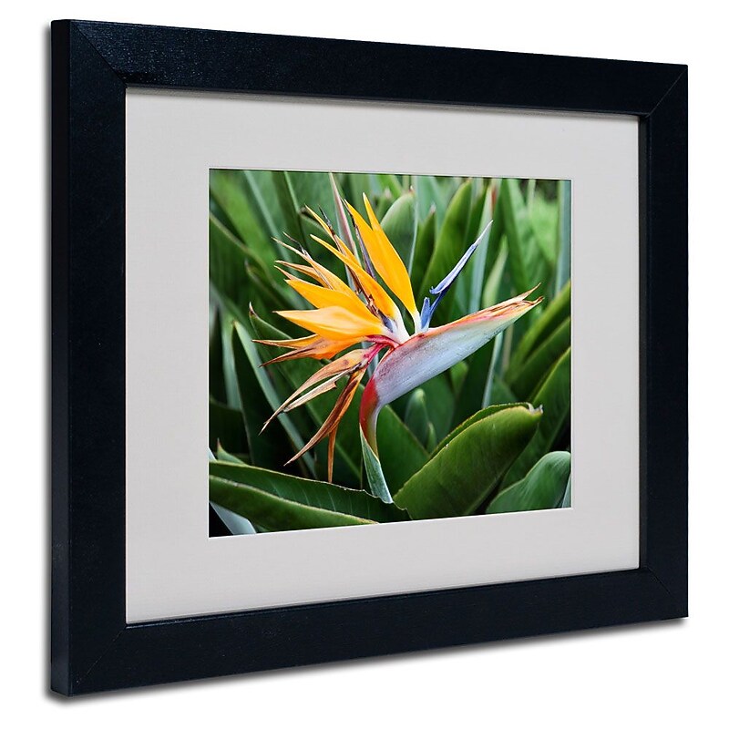 Trademark Fine Art 'Bird of Paradise' 11" x 14" Black Frame Art image 1