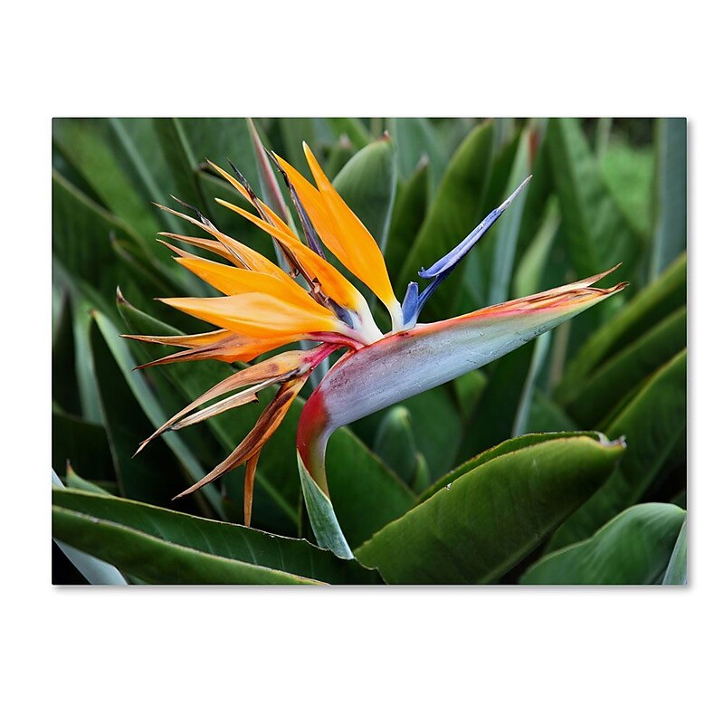 Trademark Fine Art 'Bird of Paradise' 16" x 24" Canvas Art image 1