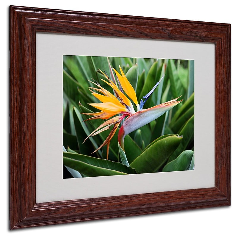Trademark Fine Art 'Bird of Paradise' 11" x 14" Wood Frame Art image 1