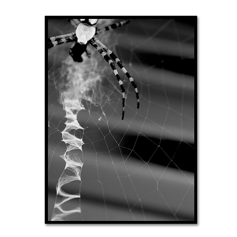 Trademark Fine Art 'Black & White Spider & Web' 24" x 32" Canvas Art image 1