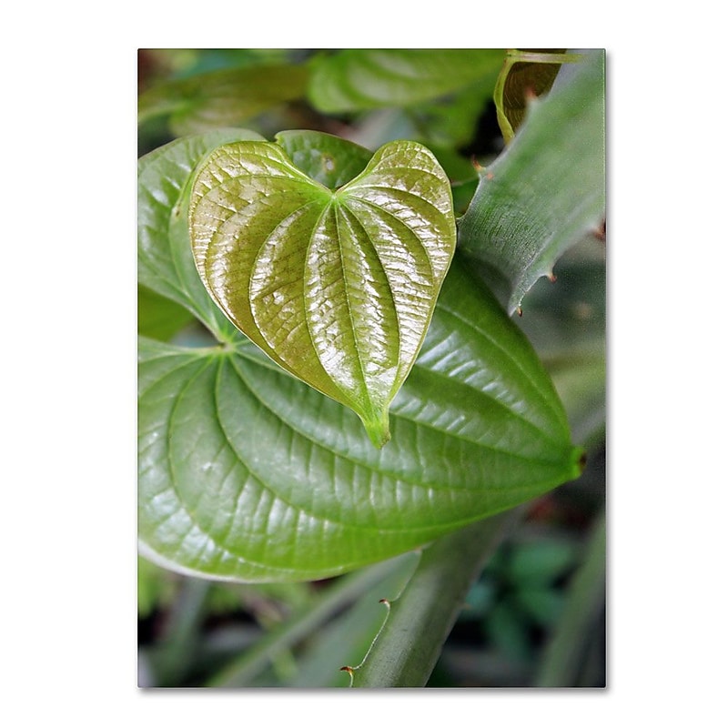 Trademark Fine Art 'Natural Hearts' 30" x 47" Canvas Art image 1