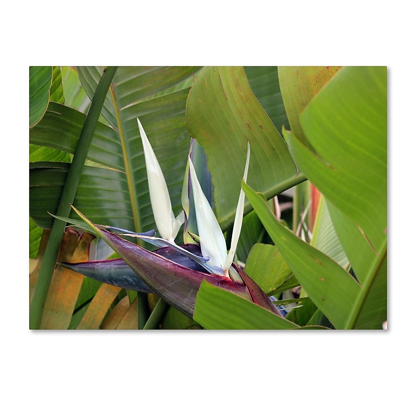 Trademark Fine Art 'Paradise 2' 14" x 19" Canvas Art image 1