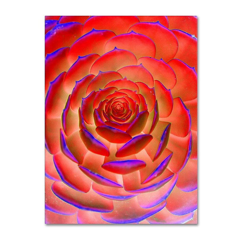 Trademark Fine Art 'Plant Art' 14" x 19" Canvas Art image 1