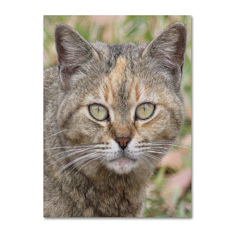 Trademark Fine Art 'Pretty Kitty' 18" x 24" Canvas Art image 1