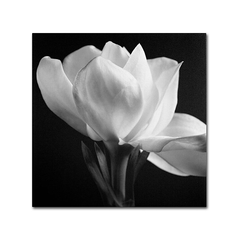 Trademark Fine Art 'Gardenia' 14" x 14" Canvas Art image 1
