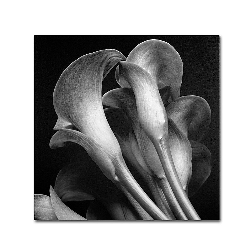 Trademark Fine Art 'Lillies' 14" x 14" Canvas Art image 1