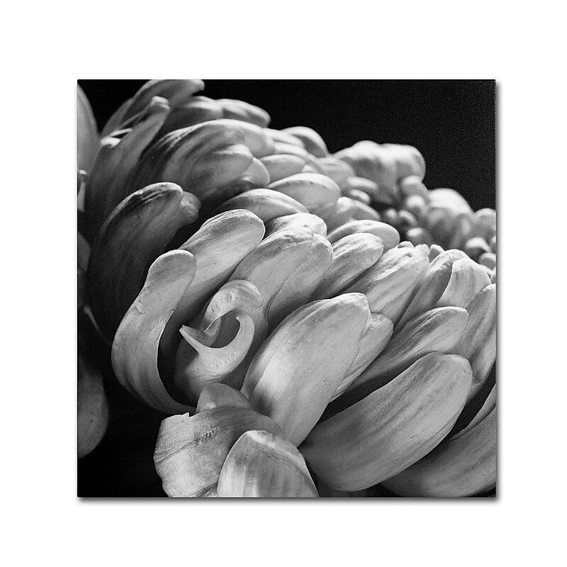 Trademark Fine Art 'Mum I' 14" x 14" Canvas Art image 1