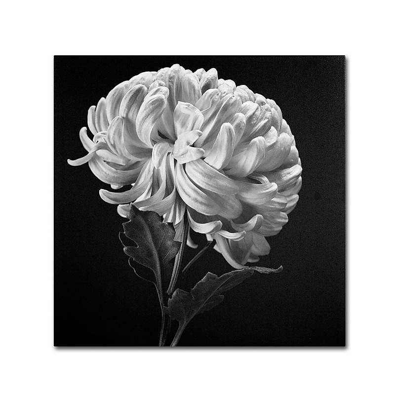 Trademark Fine Art 'Mum II' 14" x 14" Canvas Art image 1