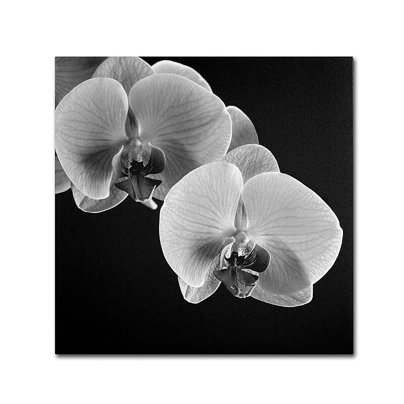 Trademark Fine Art 'Orchids' 14" x 14" Canvas Art image 1