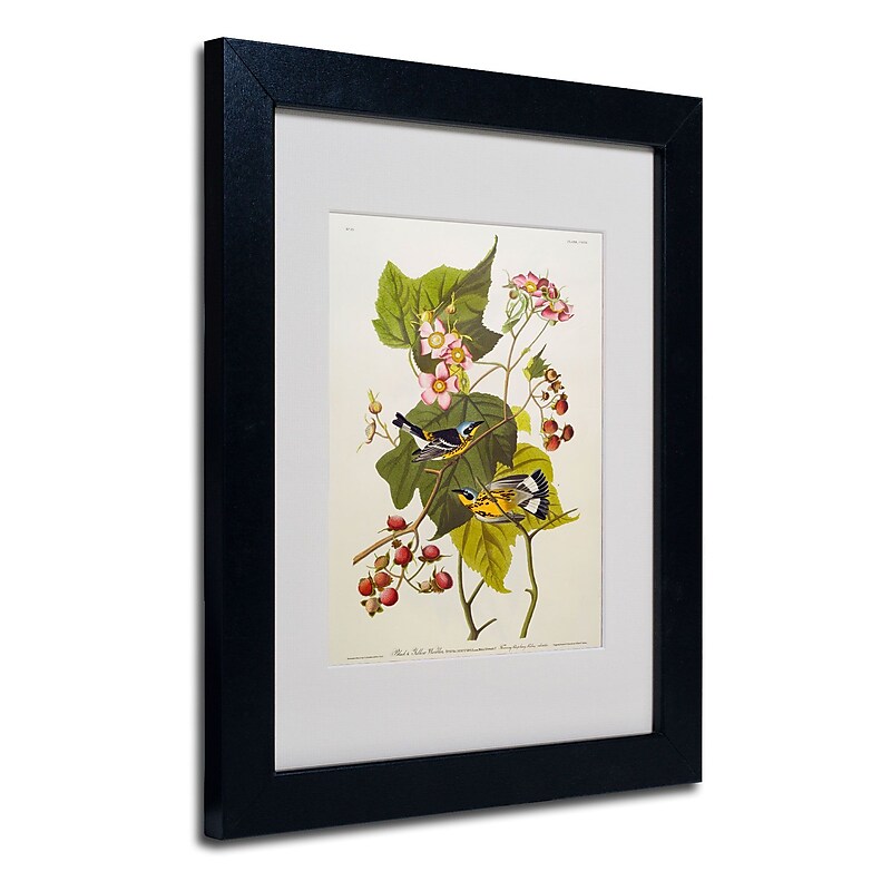 Trademark Fine Art 'Black and Yellow Warbler' 11" x 14" Black Frame Art image 1