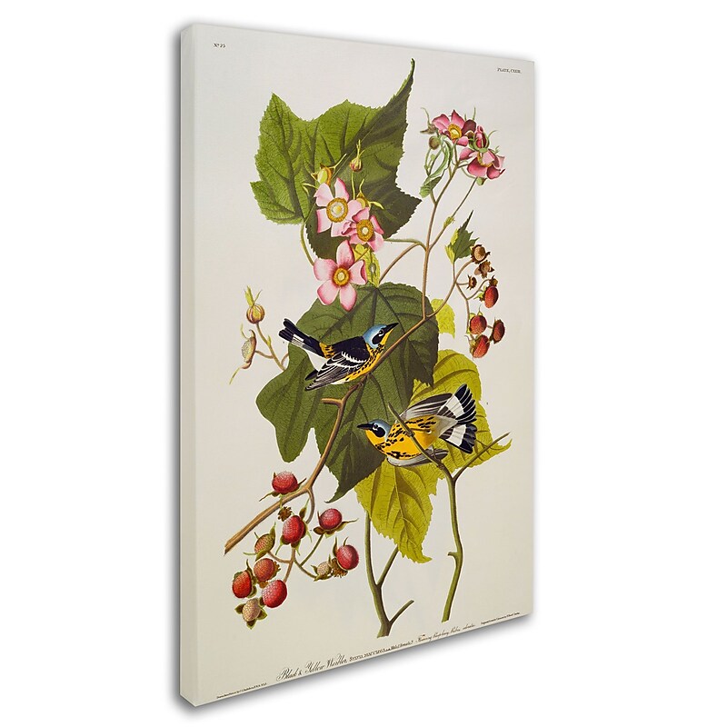 Trademark Fine Art 'Black and Yellow Warbler' 16" x 24" Canvas Art image 1
