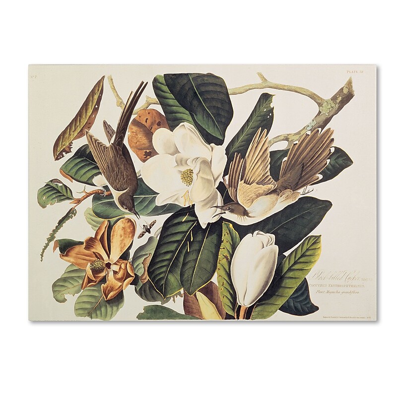 Trademark Fine Art 'Black-Billed Cuckoo' 35" x 47" Canvas Art image 1