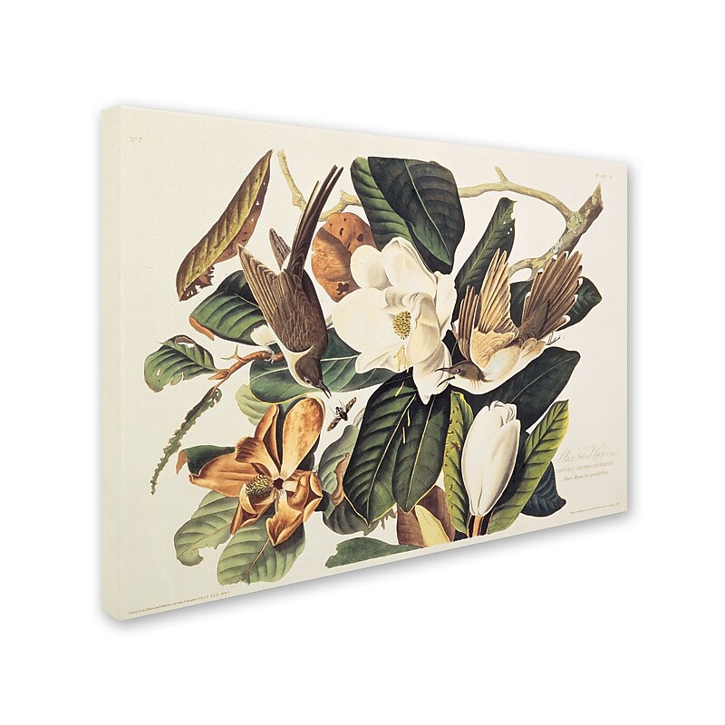 Trademark Fine Art 'Black-Billed Cuckoo' 18" x 24" Canvas Art image 1