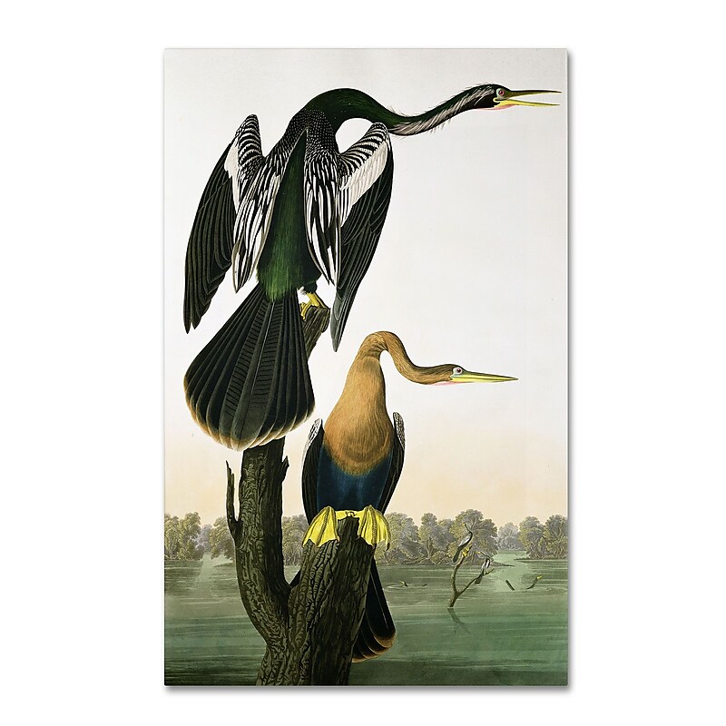 Trademark Fine Art 'Black-Billed Darter' 16" x 24" Canvas Art image 1