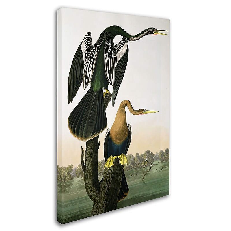 Trademark Fine Art 'Black-Billed Darter' 30" x 47" Canvas Art image 1