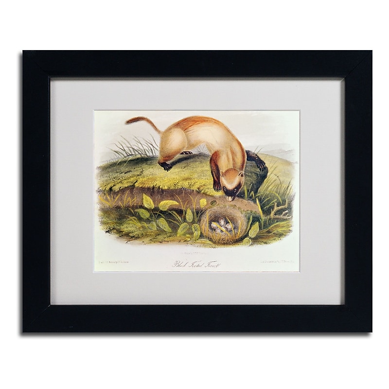 Trademark Fine Art 'Black-Footed Ferret' 11" x 14" Black Frame Art image 1