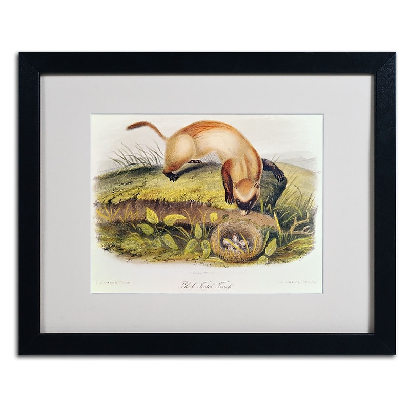 Trademark Fine Art 'Black-Footed Ferret' 16" x 20" Black Frame Art image 1