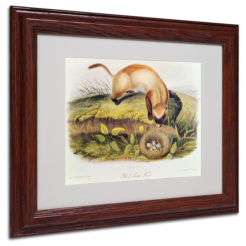 Trademark Fine Art 'Black-Footed Ferret' 11" x 14" Wood Frame Art image 1