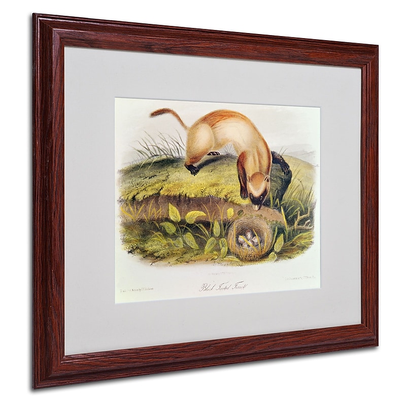 Trademark Fine Art 'Black-Footed Ferret' 16" x 20" Wood Frame Art image 1