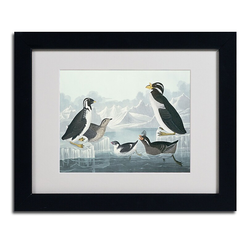 Trademark Fine Art 'Black-Throated Guillemot' 11" x 14" Black Frame Art image 1