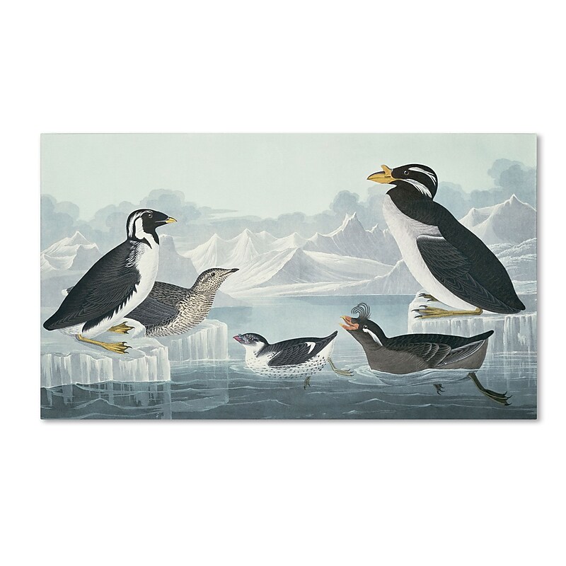 Trademark Fine Art 'Black-Throated Guillemot' 10" x 19" Canvas Art image 1