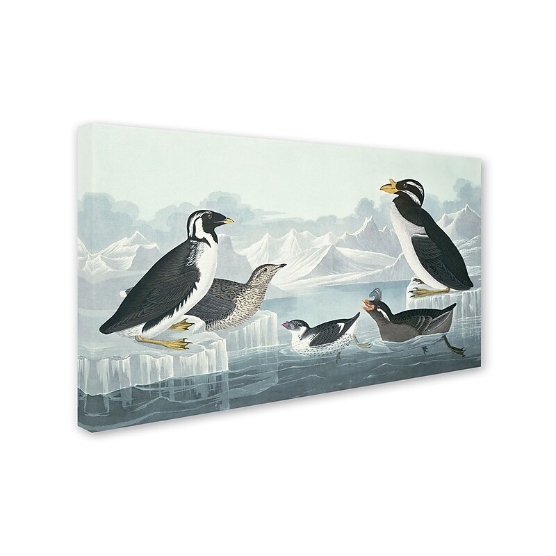 Trademark Fine Art 'Black-Throated Guillemot' 30" x 47" Canvas Art image 1