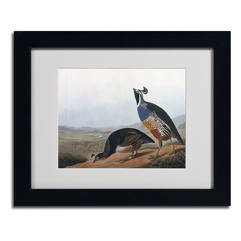 Trademark Fine Art 'Californian Partridge' 11" x 14" Black Frame Art image 1