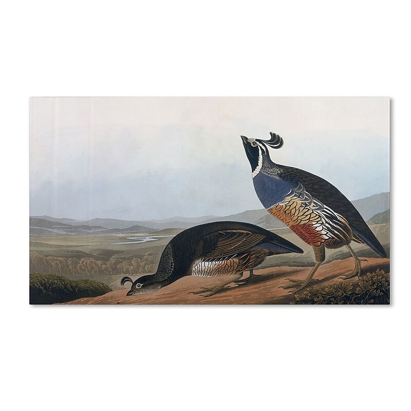 Trademark Fine Art 'Californian Partridge' 14" x 24" Canvas Art image 1