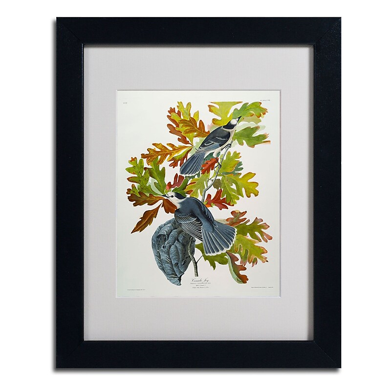 Trademark Fine Art 'Canada Jay' 11" x 14" Black Frame Art image 1