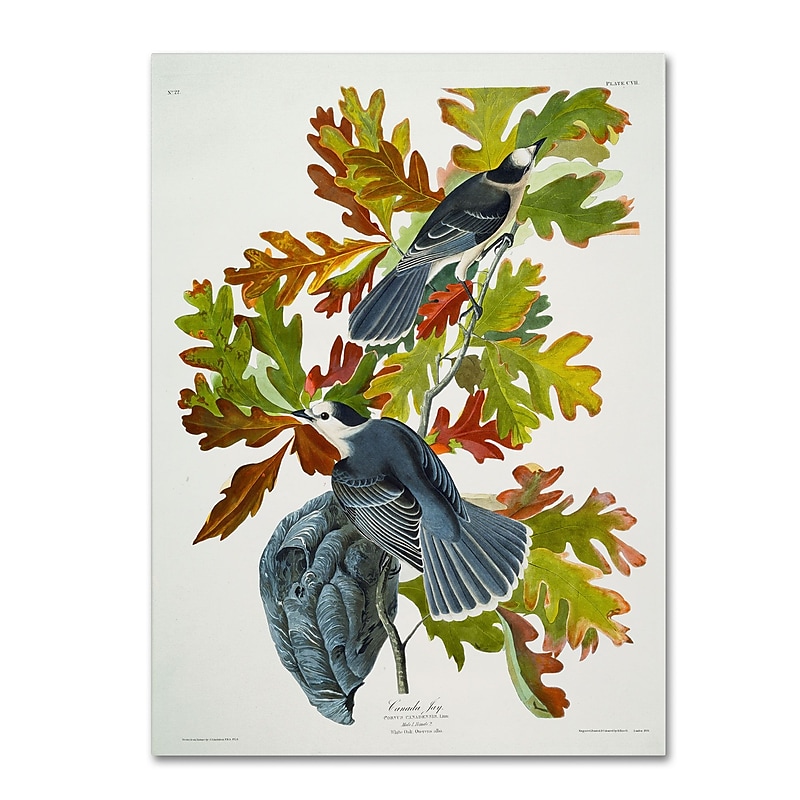 Trademark Fine Art 'Canada Jay' 18" x 24" Canvas Art image 1