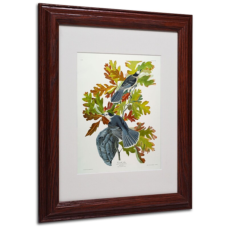 Trademark Fine Art 'Canada Jay' 11" x 14" Wood Frame Art image 1