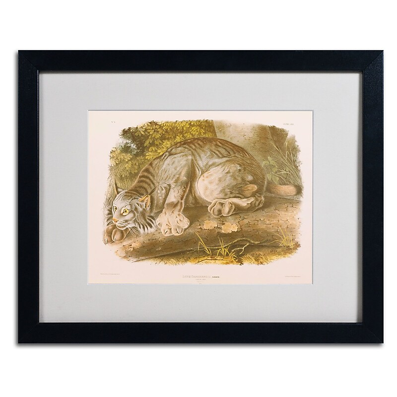 Trademark Fine Art 'Canada Lynx' 16" x 20" Black Frame Art image 1