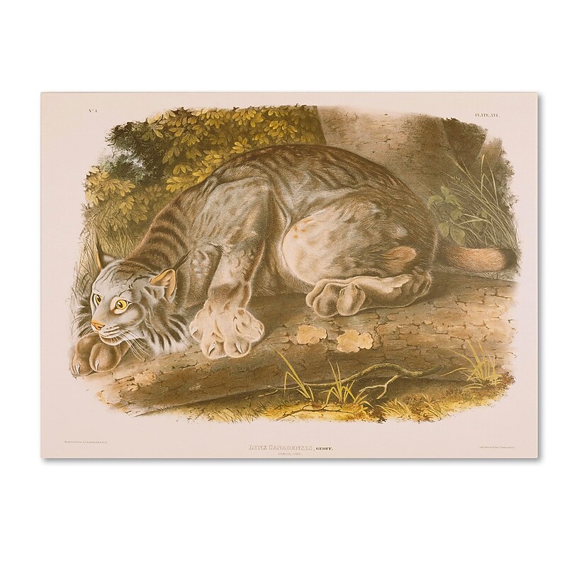Trademark Fine Art 'Canada Lynx' 14" x 19" Canvas Art image 1