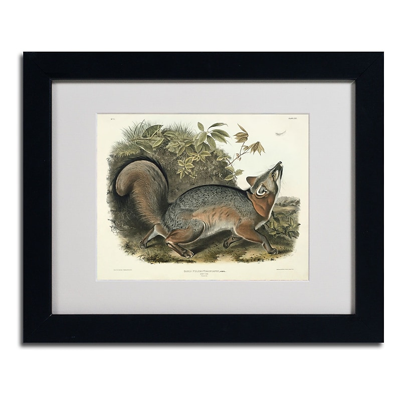 Trademark Fine Art 'Canis Virginianus' 11" x 14" Black Frame Art image 1