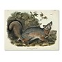 Trademark Fine Art 'Canis Virginianus' 18" x 24" Canvas Art~#|#~m000236722_sc7