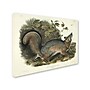 Trademark Fine Art 'Canis Virginianus' 18" x 24" Canvas Art~#|#~m000236723_sc7