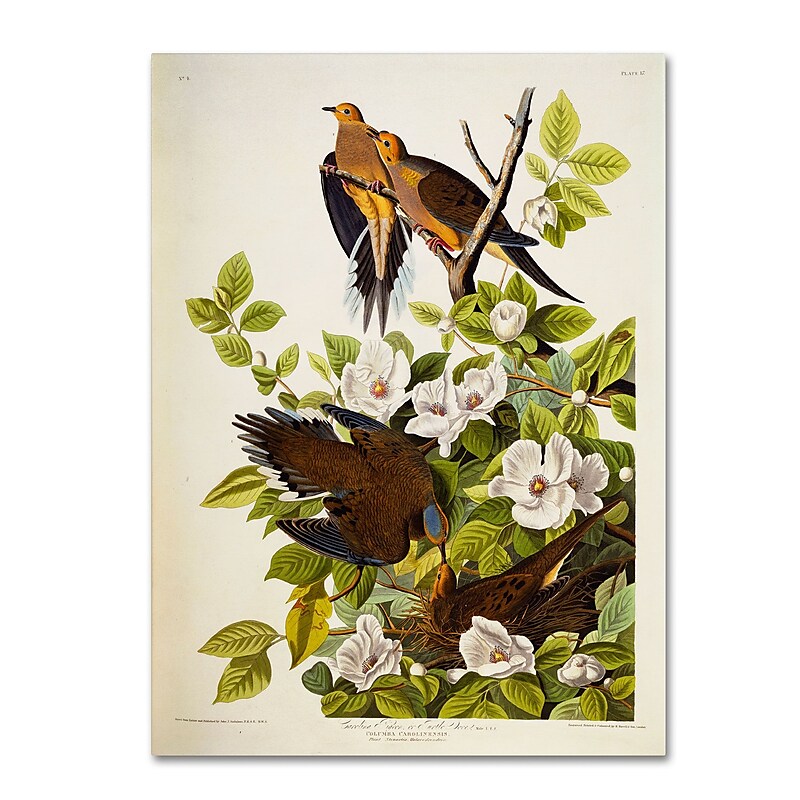 Trademark Fine Art 'Carolina Turtledove' 18" x 24" Canvas Art image 1