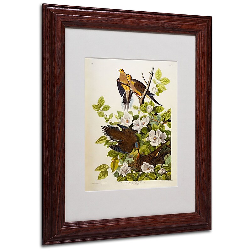 Trademark Fine Art 'Carolina Turtledove' 11" x 14" Wood Frame Art image 1
