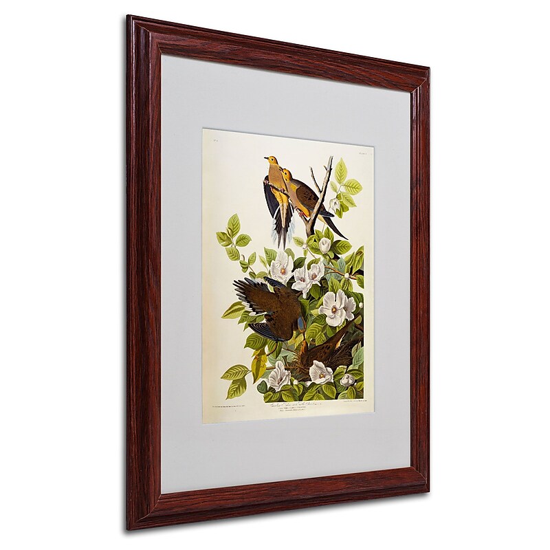 Trademark Fine Art 'Carolina Turtledove' 16" x 20" Wood Frame Art image 1